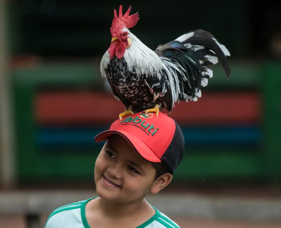 Crianças que nunca tinham visto galos e galinhas de perto divertiram-se no Espaço Jabuti com a natureza ao seu alcance 