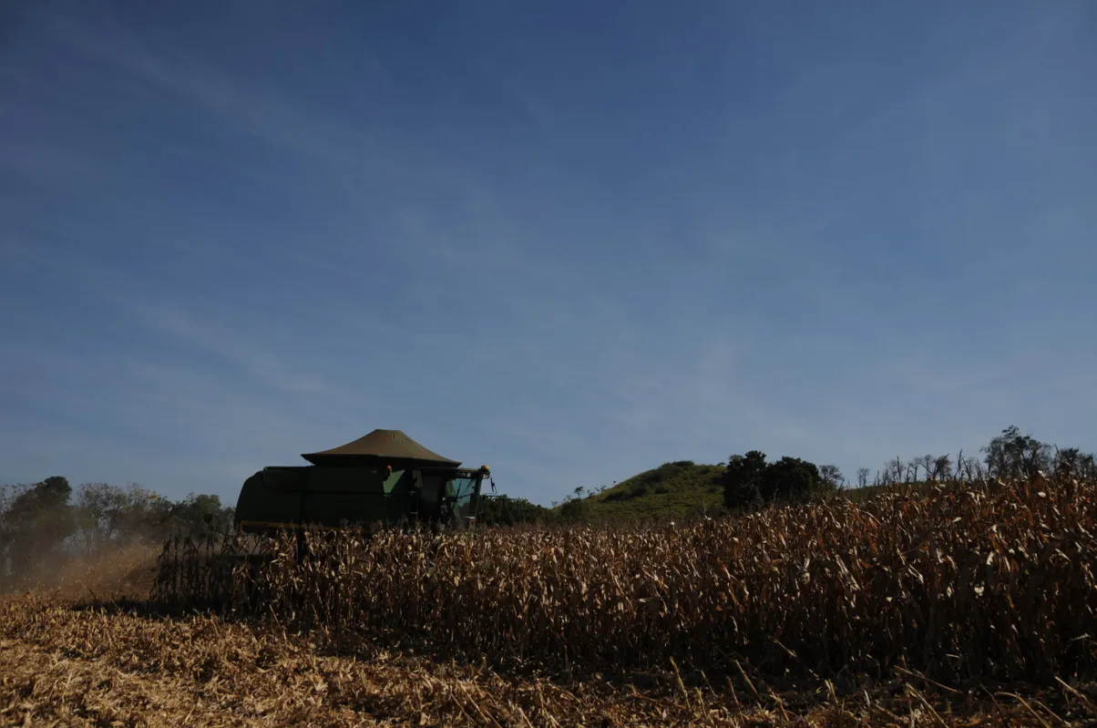 Algumas doenças podem resultar em 43 kg/ha de redução na produtividade da lavoura
