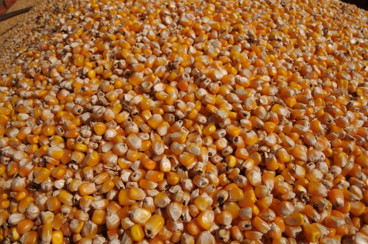 Atualmente, a prática de processar milho para produzir etanol não surpreende mais os brasileiros