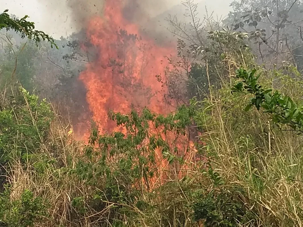 Imagem ilustrativa da imagem Fogo consumiu mais de 50 hectares no Pico Agudo