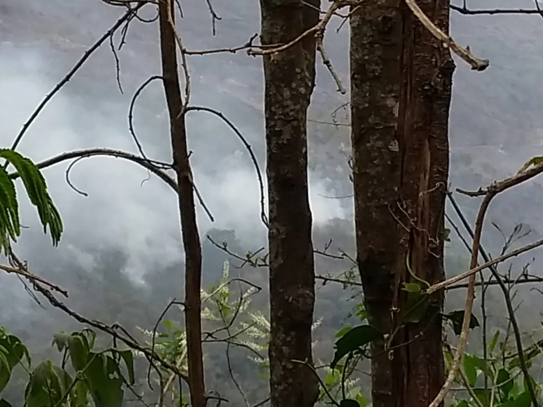 Imagem ilustrativa da imagem Fogo consumiu mais de 50 hectares no Pico Agudo