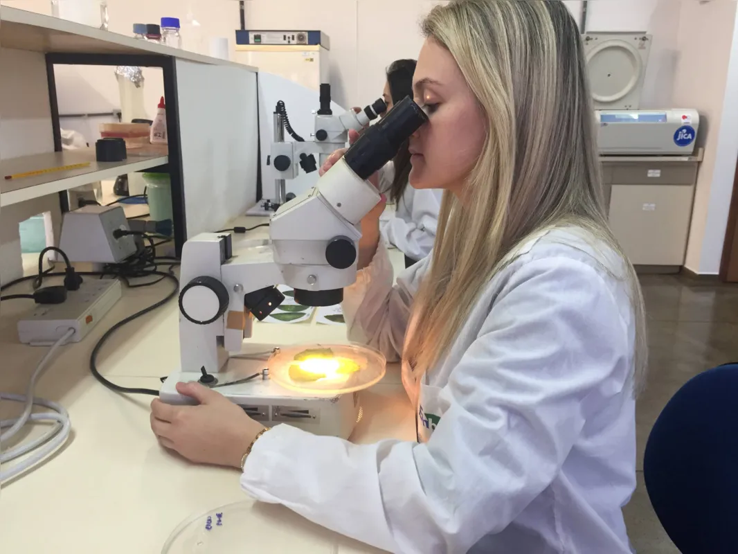 O sequenciamento do genoma possibilitará entender as mutações que ocorrem com o fungo, permitindo à pesquisa se antecipar às novas possíveis variações 