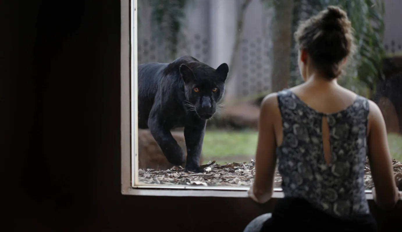 Os animais do Refúgio Biológico Bela Vista também chamam a atenção dos visitantes