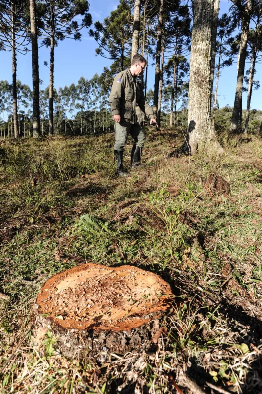 Desmatamento nas florestas de Araucária, áreas remanescentes de Mata Atlântica na região Centro-Sul do Estado