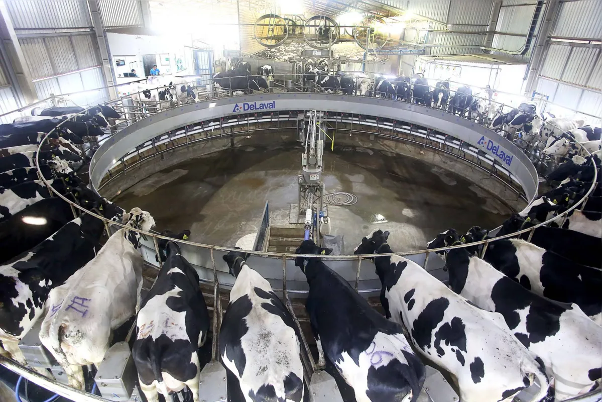 No agronegócio, pecuária e produção florestal foram os setores que mais contribuíram para o desempenho positivo da economia