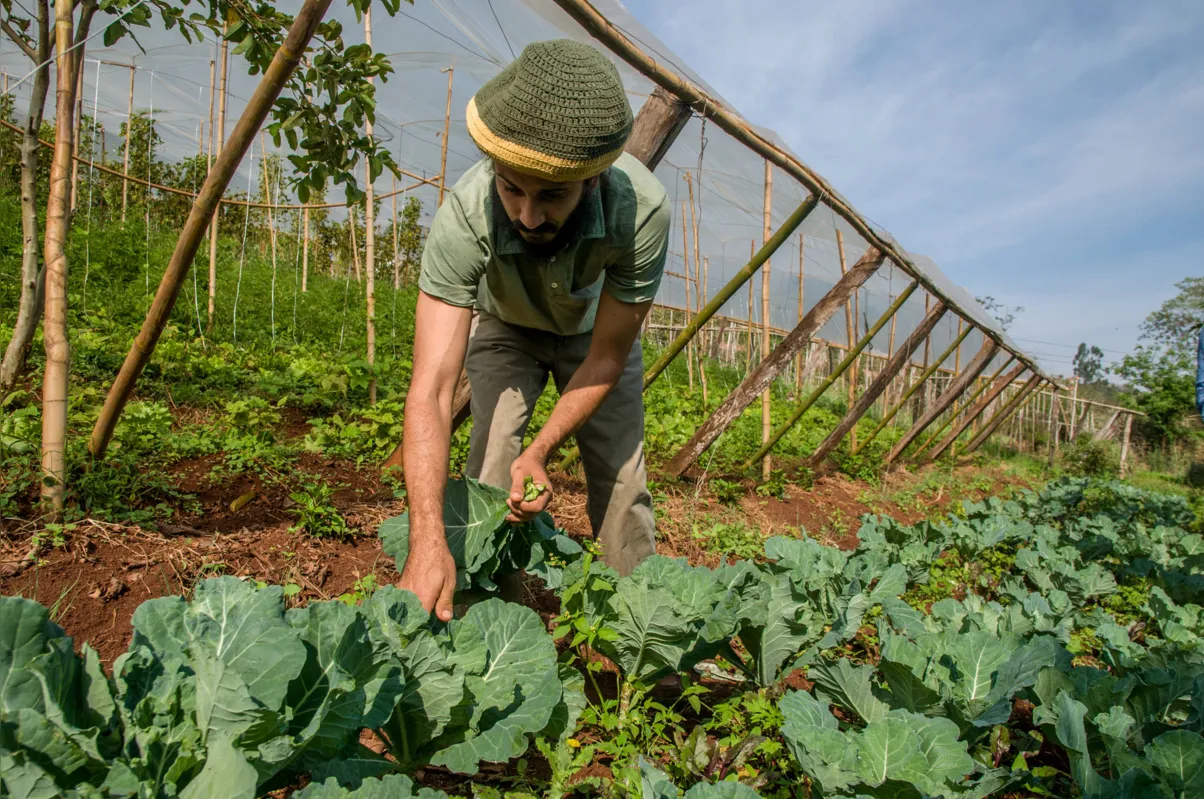 Paraná possui pouco mais de 3,3 mil produtores certificados, representando 18% do volume total do País, liderando o ranking nacional