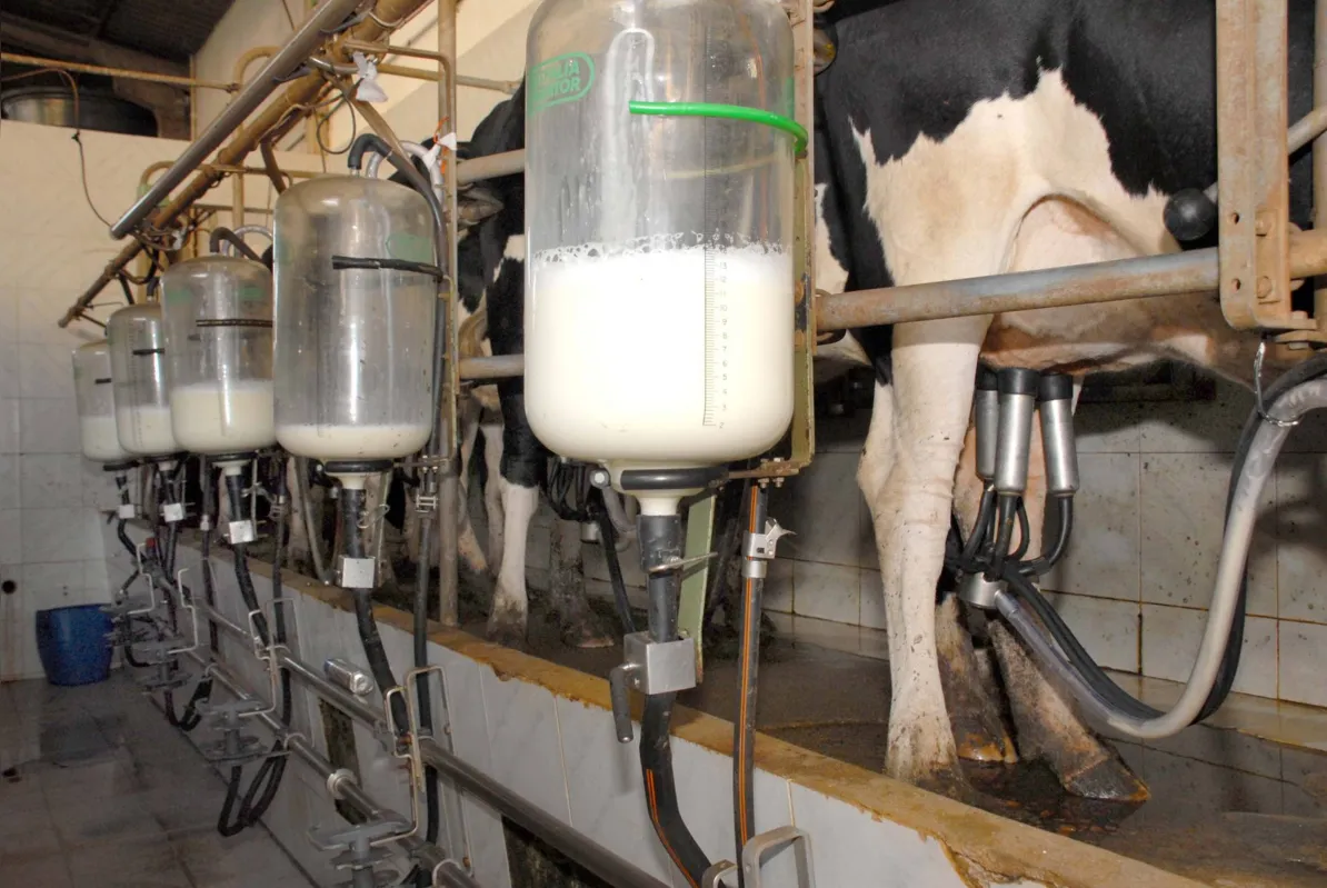  A produtividade paranaense por animal é de 3,2 mil litros ao ano 