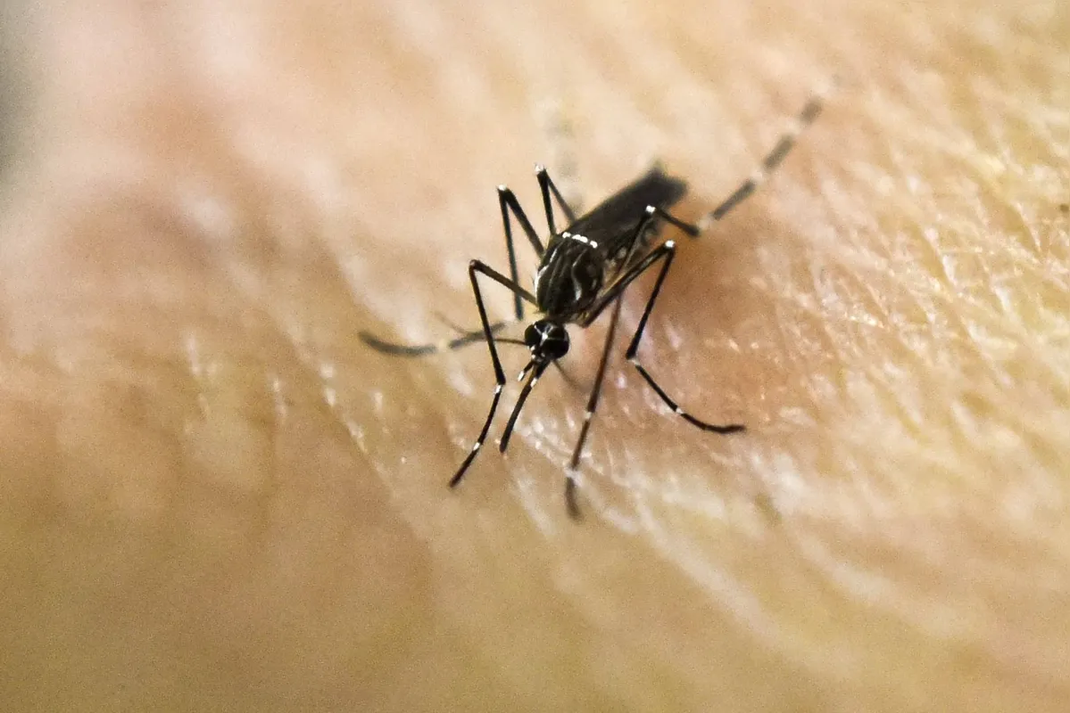 Imagem ilustrativa da imagem Paraná tem primeiro caso de chikungunya no período epidemiológico