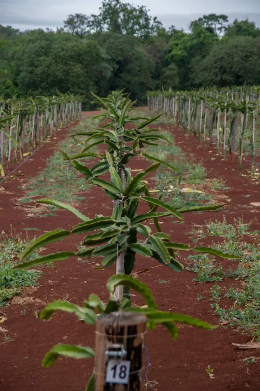 Na área de  produção própria, de aproximadamente 67,7 hectares, já estão sendo produzidas cinco variedades de frutas 
