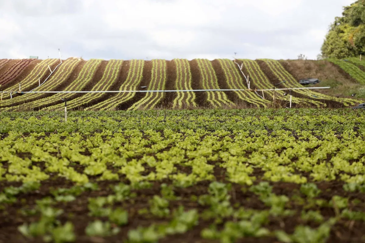 Objetivo é incentivar a produção de diversas atividades agrícolas e fortalecer a agroindústria familiar