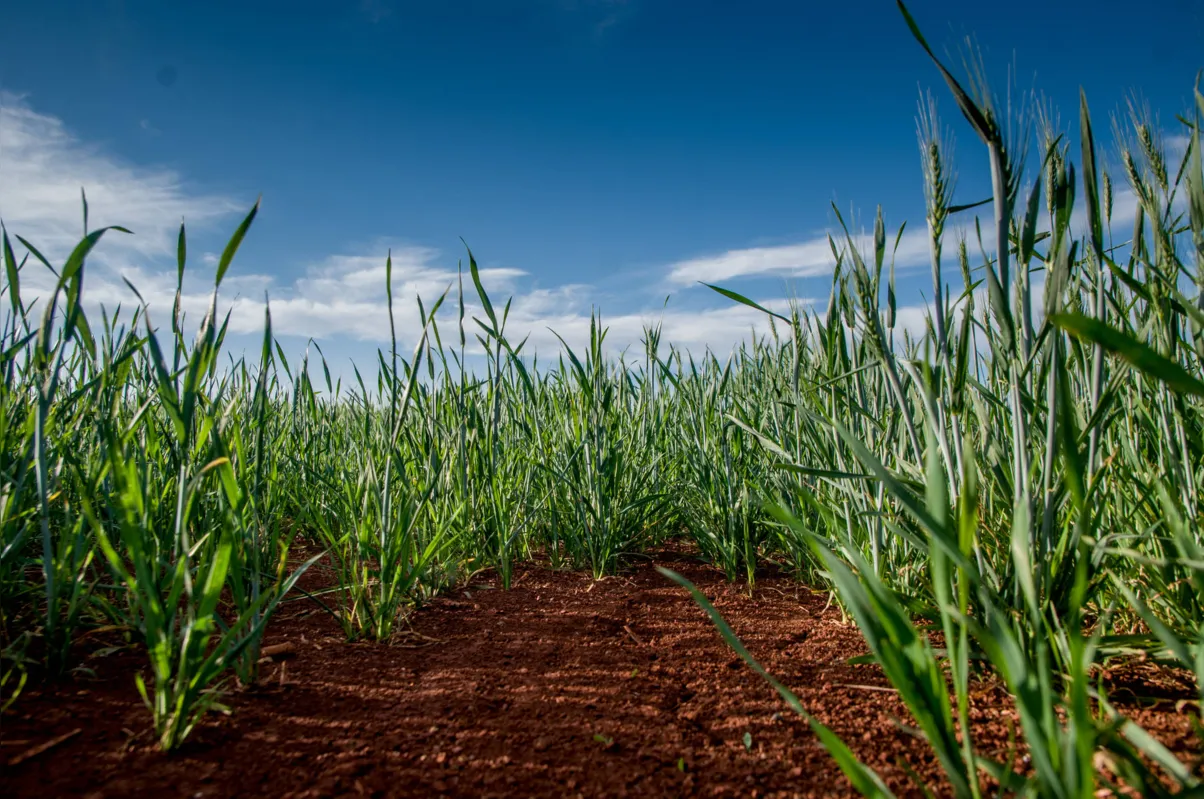 A quebra de safra e a falta de crédito são fatores que mais afetam o agronegócio