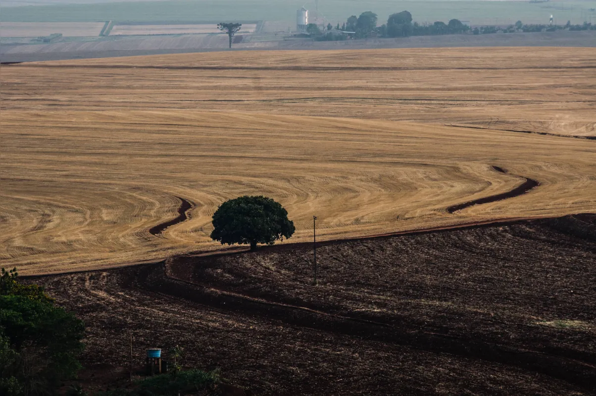 Após resultados abaixo da expectativa com o trigo, produtores aguardam a chuva para o plantio das culturas de verão, sem perder a esperança