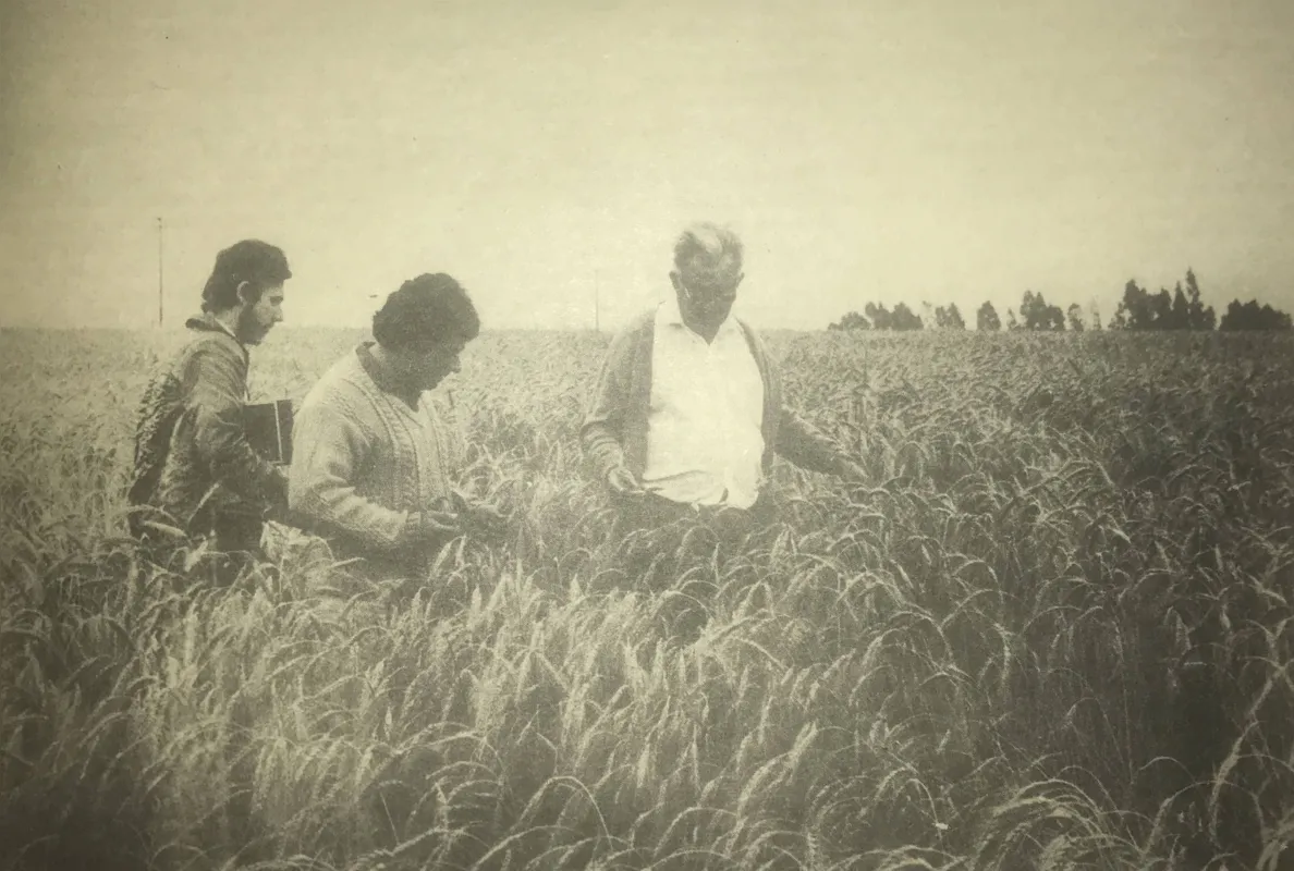 Imagem ilustrativa da imagem Triticale, cada vez mais firme