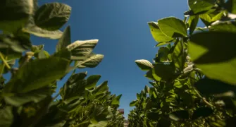 AGRONÉGOCIO RESPONSÁVEL - Brasil, líder mundial na produção de soja