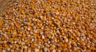 Etanol de milho estimula a

rotação do cereal com a soja