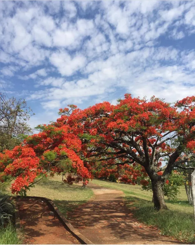 Imagem ilustrativa da imagem A CIDADE FALA - Saudades da primavera