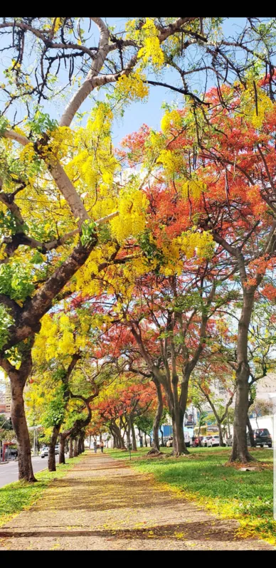 Imagem ilustrativa da imagem A CIDADE FALA