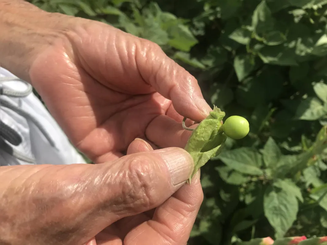 "Essa fruta é preferida para fazer doces chiques" ensina enquanto segura uma physalis