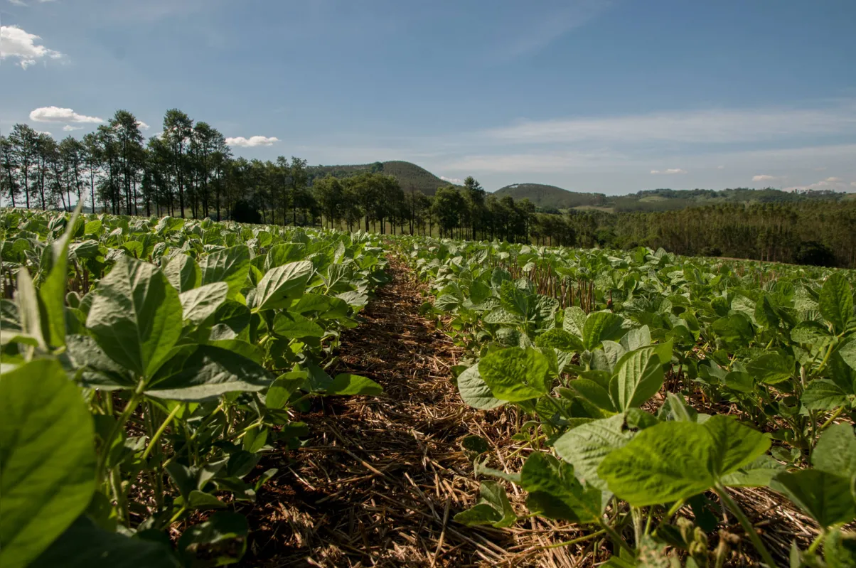 Imagem ilustrativa da imagem Agricultor reduziu em um terço aplicação de fungicidas