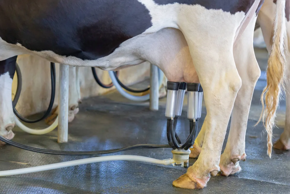 Os produtores devem entregar o leite com temperatura de até 4ºC, para evitar a proliferação de bactérias, além dos cuidados com o  animal para evitar a mastite