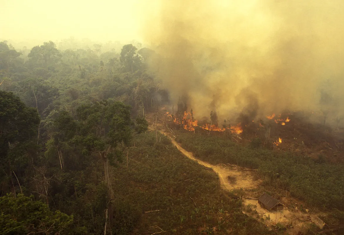 Imagem ilustrativa da imagem Bombeiros incendiários