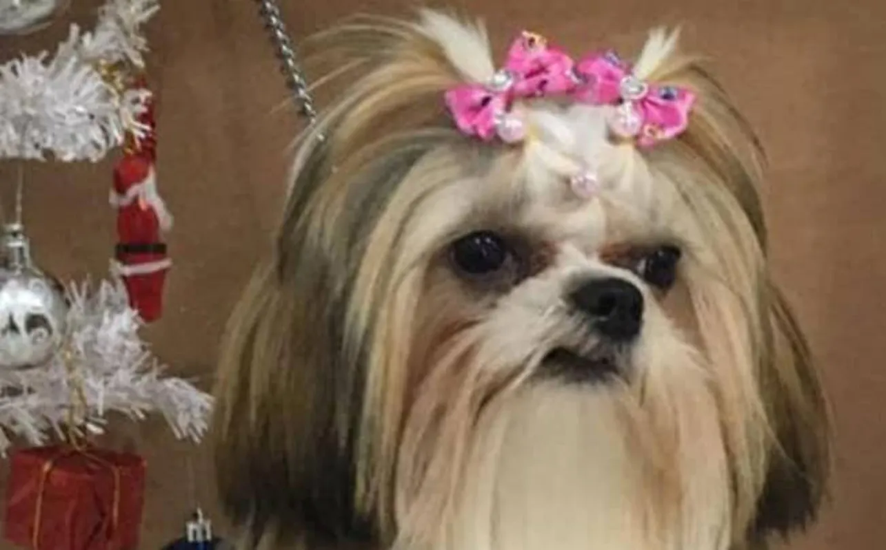 Lola foi encontrada depois de sair de casa muita agitada com as explosões