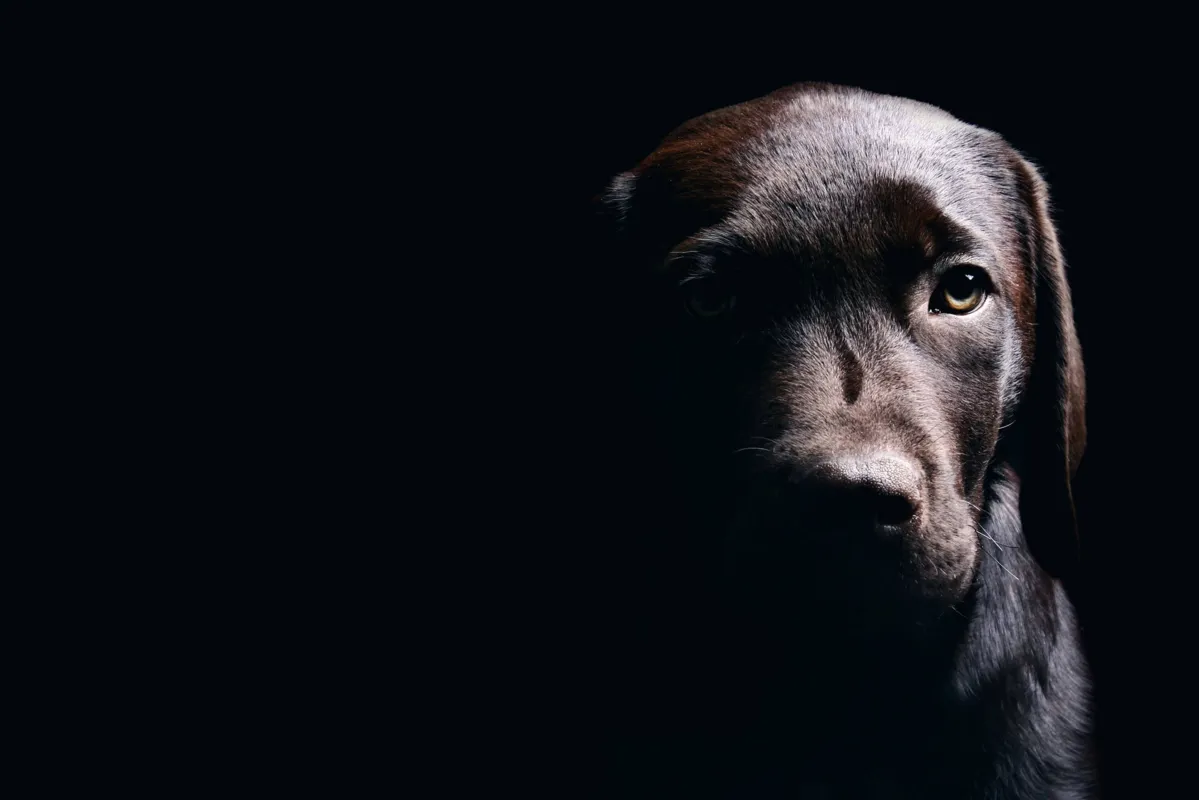 Imagem ilustrativa da imagem Campanha enfatiza conscientização contra o abandono de animais