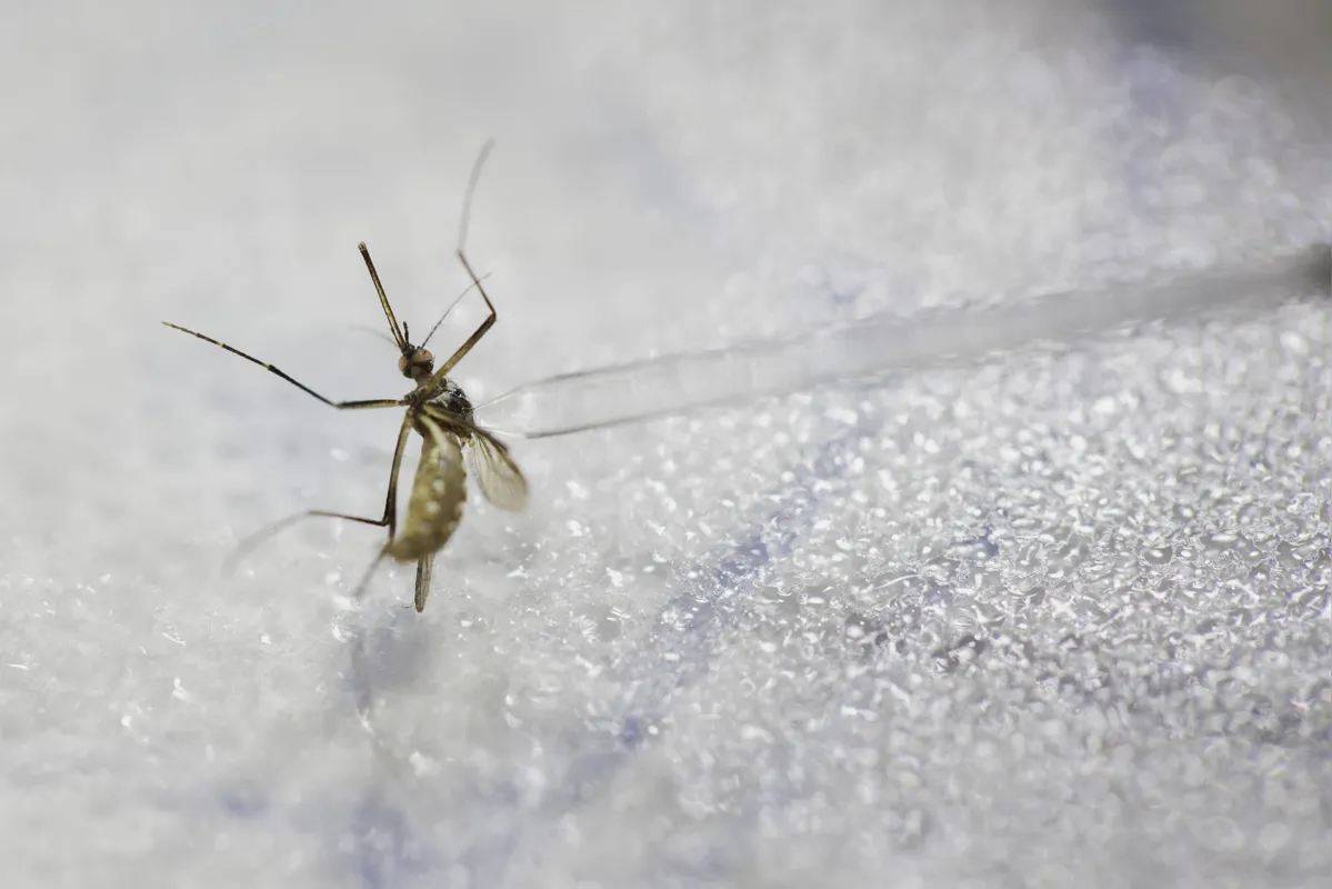 Epidemia de dengue já atinge 24 municípios paranaenses