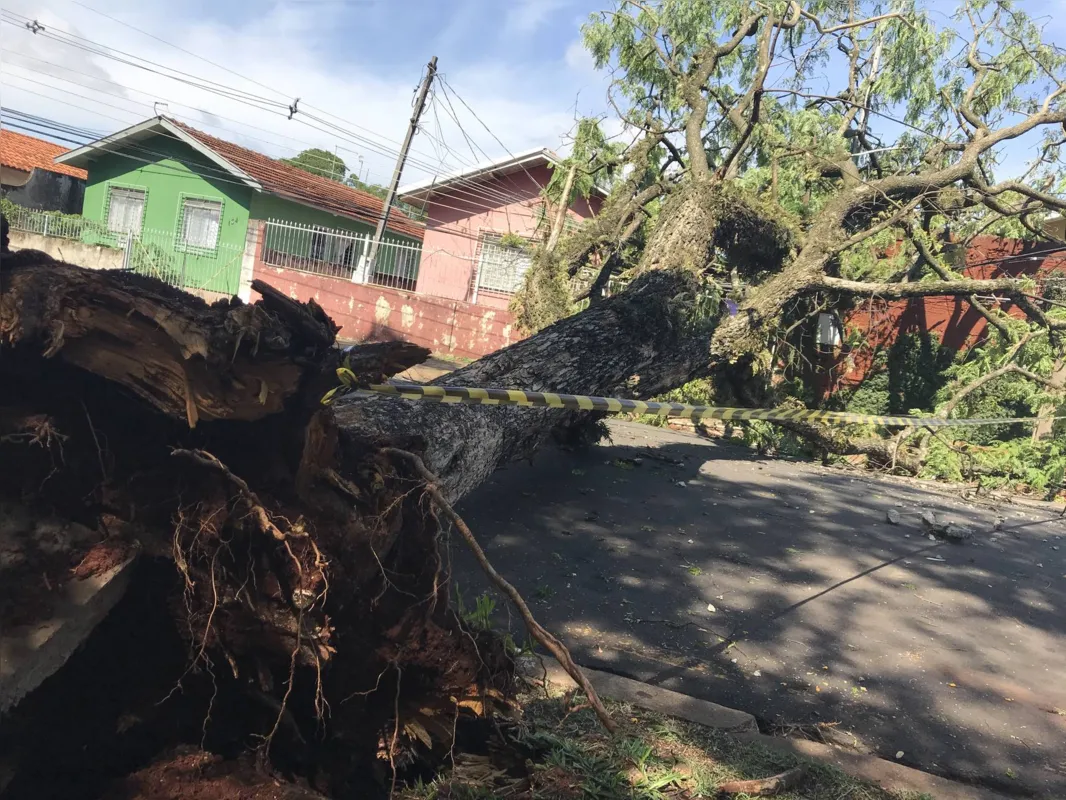 Imagem ilustrativa da imagem Chuva destelha casas e provoca quedas de árvores em Londrina