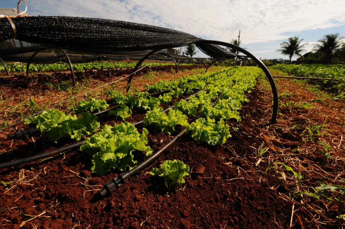 Imagem ilustrativa da imagem Dia de campo fomenta agricultura para ter merenda 100% orgânica