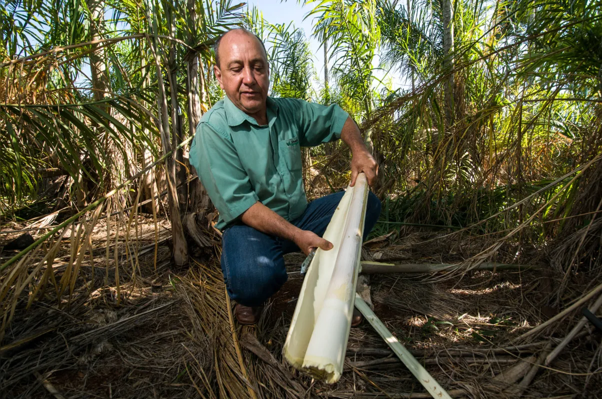 Renato Saragoça Marcantonio: "Hoje, mais do que o palmito em conserva, o mercado de in natura está muito grande, como por exemplo o macarrão de palmito e a lasanha” 