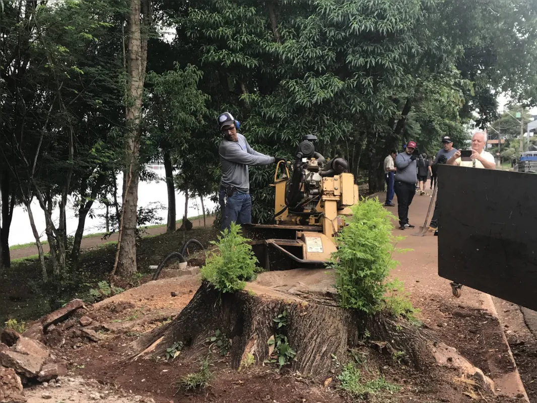 Imagem ilustrativa da imagem Empresa contratada retira tocos e replanta árvores em Londrina