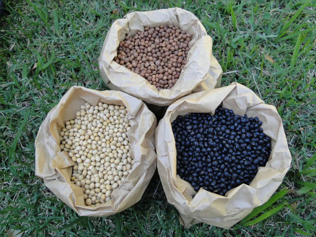 Soja preta, marrom e amarela: os grãos de coloração preta possuem grande quantidade de ácidos graxos monoinsaturados, o que lhes confere maior estabilidade oxidativa