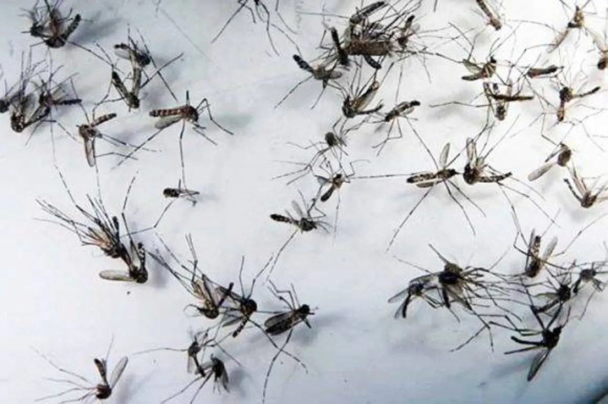 Imagem ilustrativa da imagem Exame que pode confirmar morte de adolescente por dengue hemorrágica sai na semana que vem