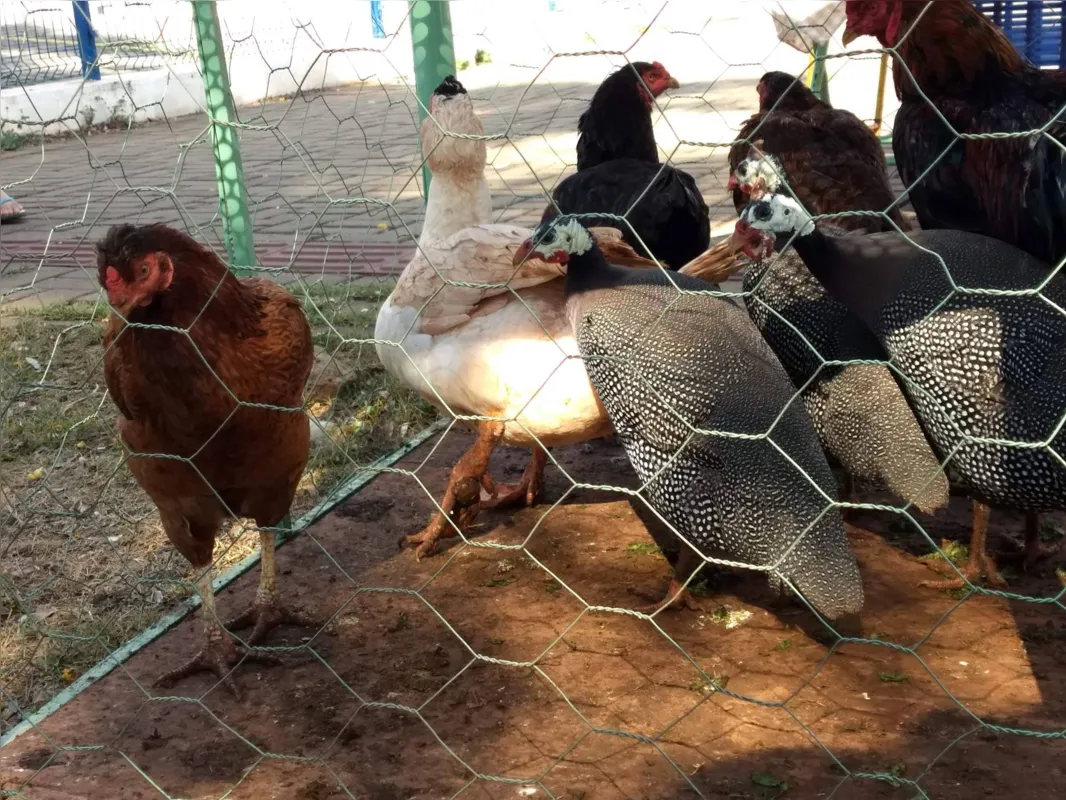 Imagem ilustrativa da imagem FOLHA percorre as 16 quadras da Feira do Cincão