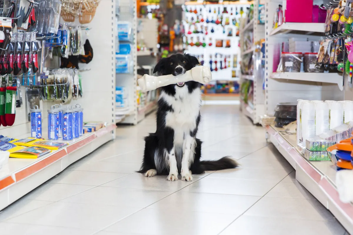 Imagem ilustrativa da imagem Lei endurece regras para criação e venda de animais em pet shops