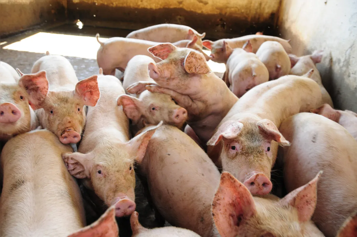 O Paraná tem o segundo maior rebanho de suínos do País, com produção de 840 mil toneladas em 2018 (21,3% da produção nacional), e é o terceiro em comércio exterior, com 107 mil toneladas exportadas em 2018