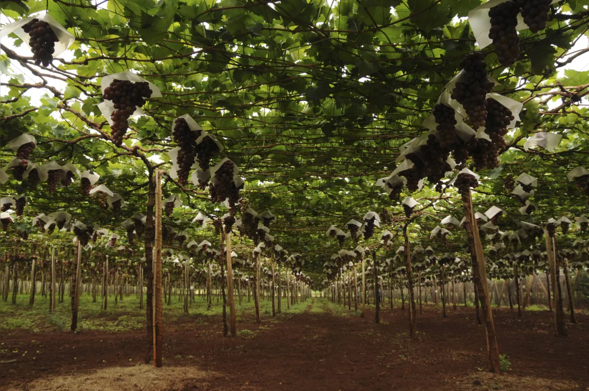 No Paraná, falta uva para atender o aumento da demanda para a indústria instalada, cuja capacidade de processamento cresce todos os anos