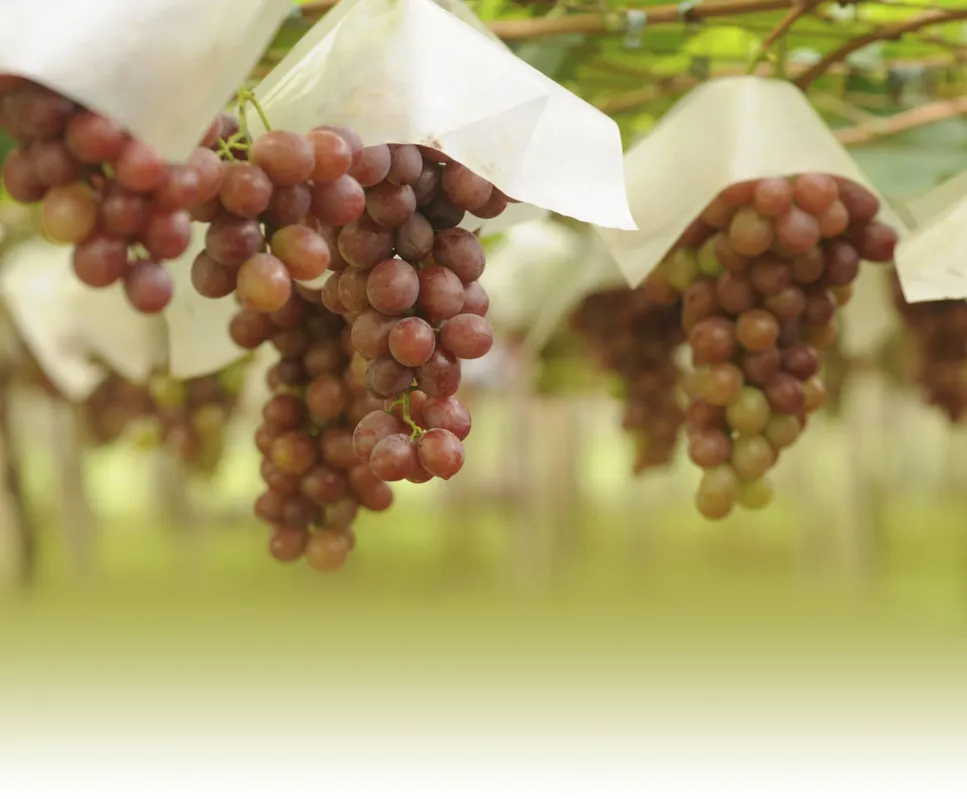 O cultivo de uva e produção de vinho estão presentes no Paraná desde o período da colonização por imigrantes europeus italianos e alemães