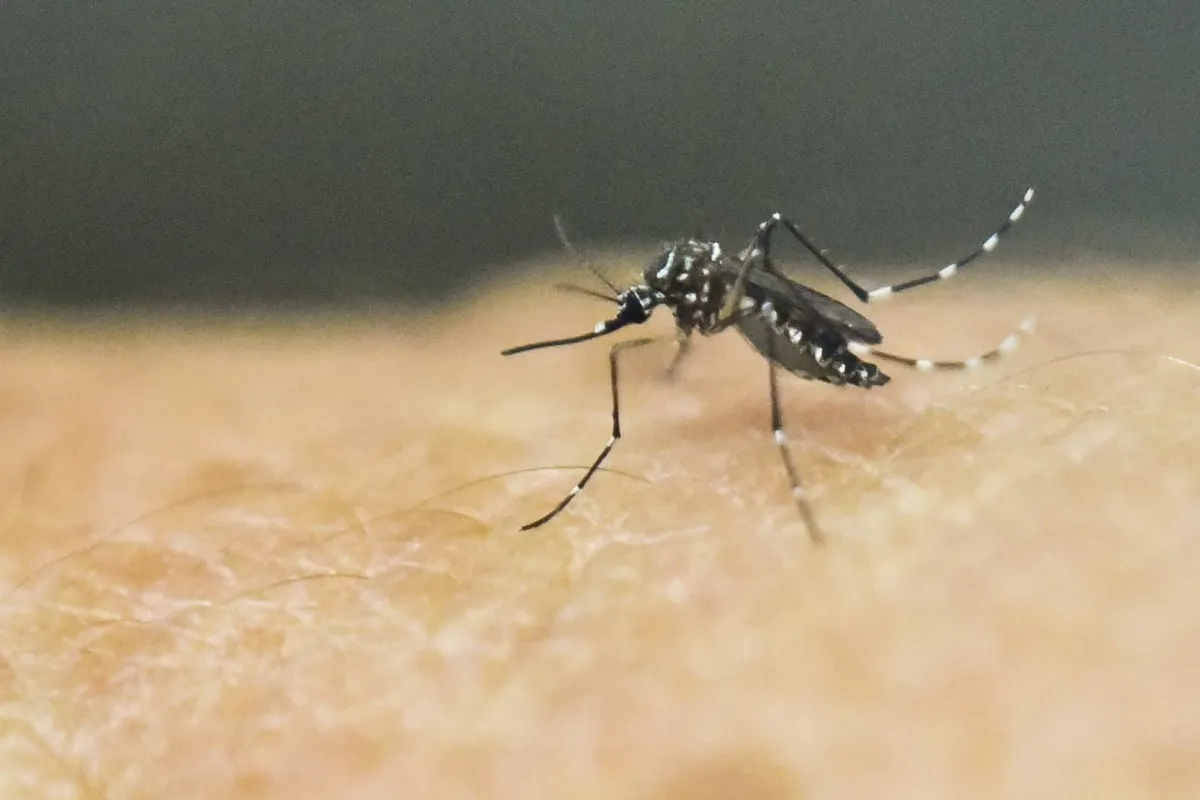 Imagem ilustrativa da imagem Paraná registra explosão no número de casos de dengue