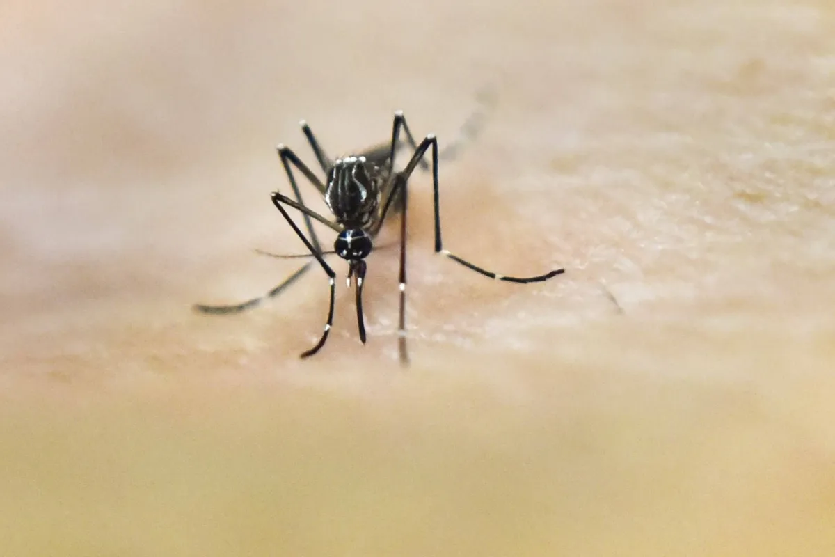 Imagem ilustrativa da imagem Paraná ‘vive’ o pior cenário da dengue