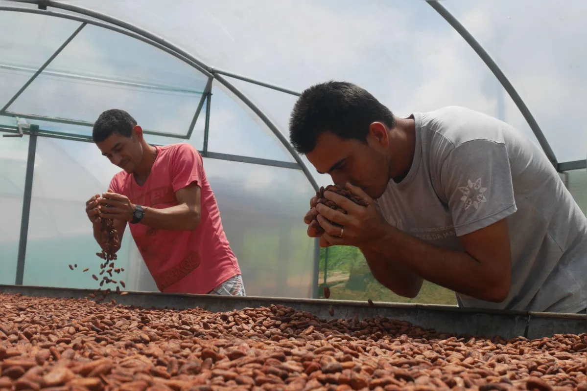 Imagem ilustrativa da imagem Pequenos agricultores apostam no cacau orgânico