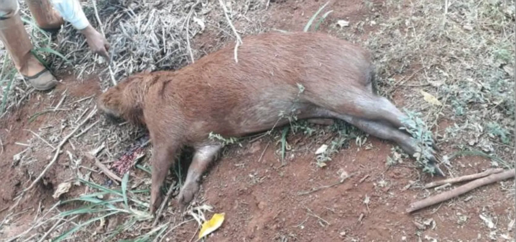 Imagem ilustrativa da imagem Quatro são detidos por caçar capivaras na zona rural de Rolândia