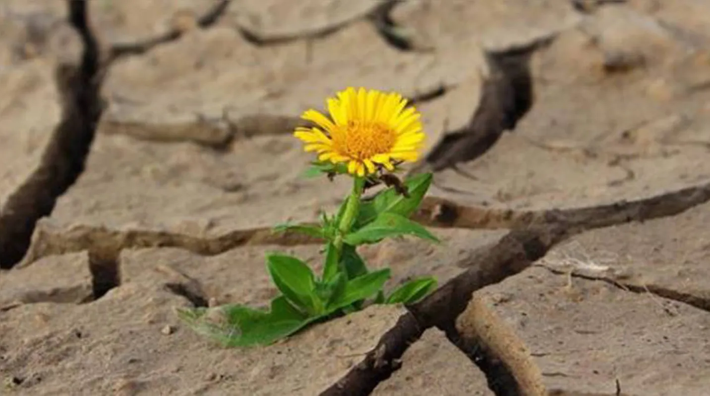 Crescer sobre as adversidades é uma das características de alguém resiliente