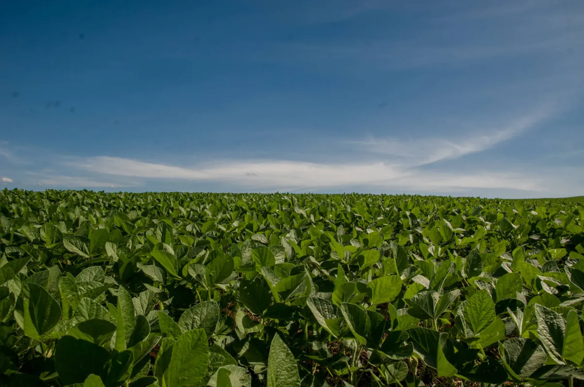 Esperança: nem parece que até pouco mais de um mês os produtores de soja paranaenses estavam desesperados com o plantio de soja verão