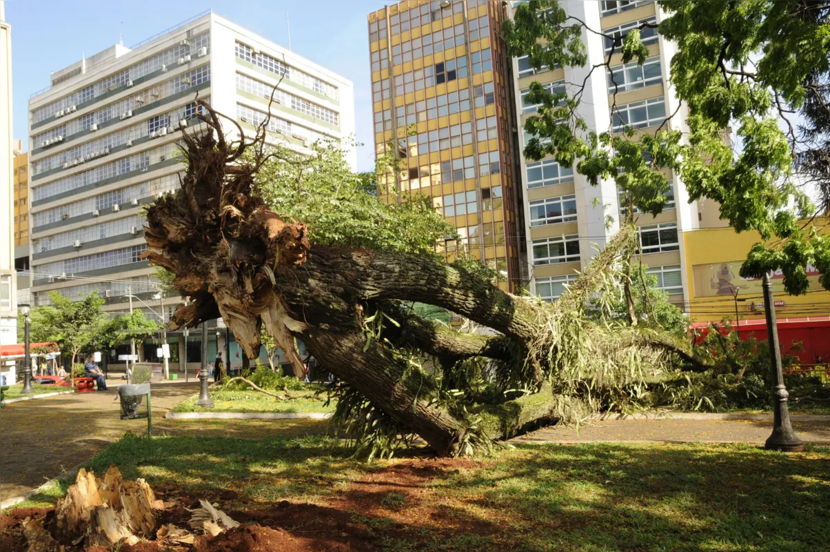 Árvore ocupa parte da Praça da Bandeira e alcança Calçadão