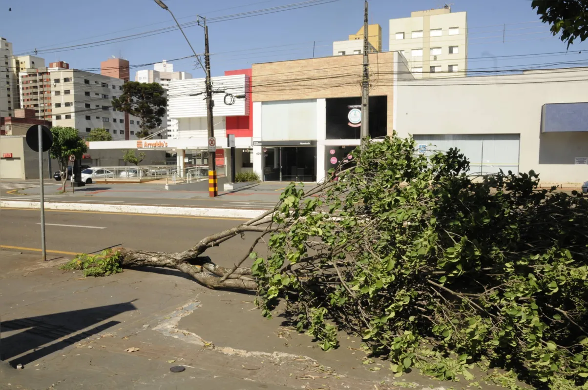 Outra árvore caiu na avenida Maringá