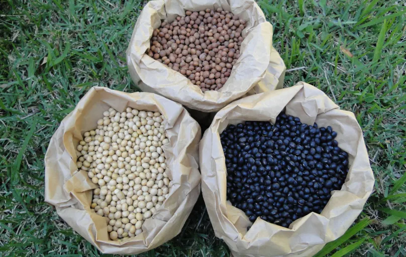 Soja preta, marrom e amarela: os grãos de coloração preta possuem grande quantidade de ácidos graxos monoinsaturados, o que lhes confere maior estabilidade oxidativa
