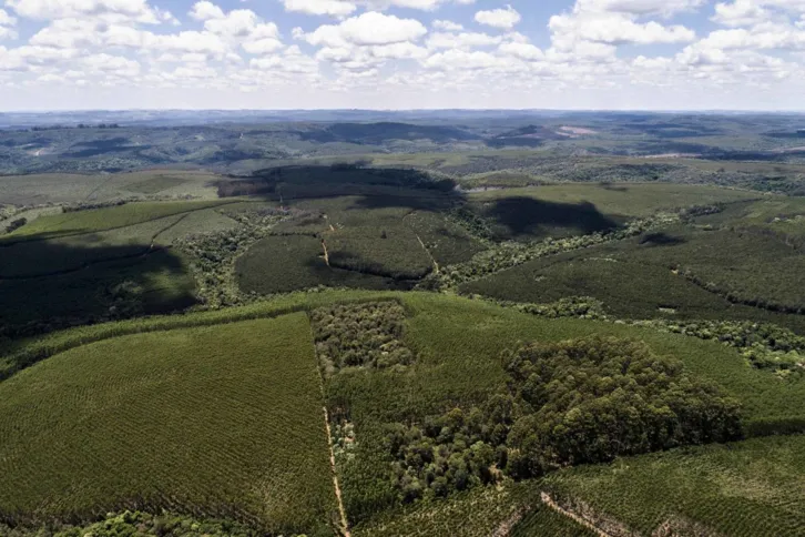 Mosaico de florestas plantadas e nativas em Telêmaco Borba - PR (Sergio Ranalli |2019)