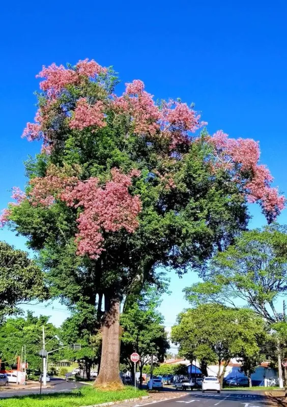 Imagem ilustrativa da imagem #A CIDADE FALA - Florada